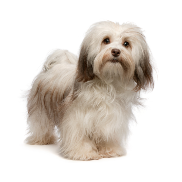 Havanese