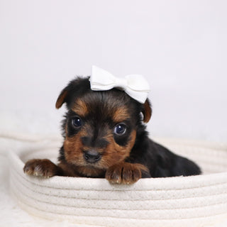 Helen - Available 12/17