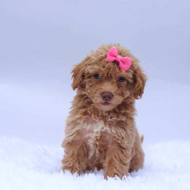 Helena - Available 9/10