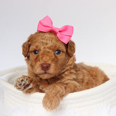 Helena - Available 9/10