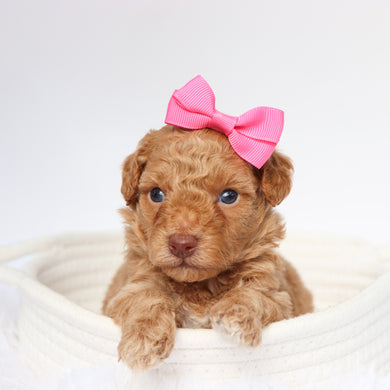 Helena - Available 9/10