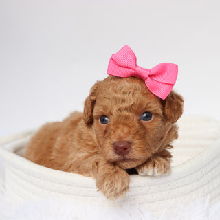 Helena - Available 9/10
