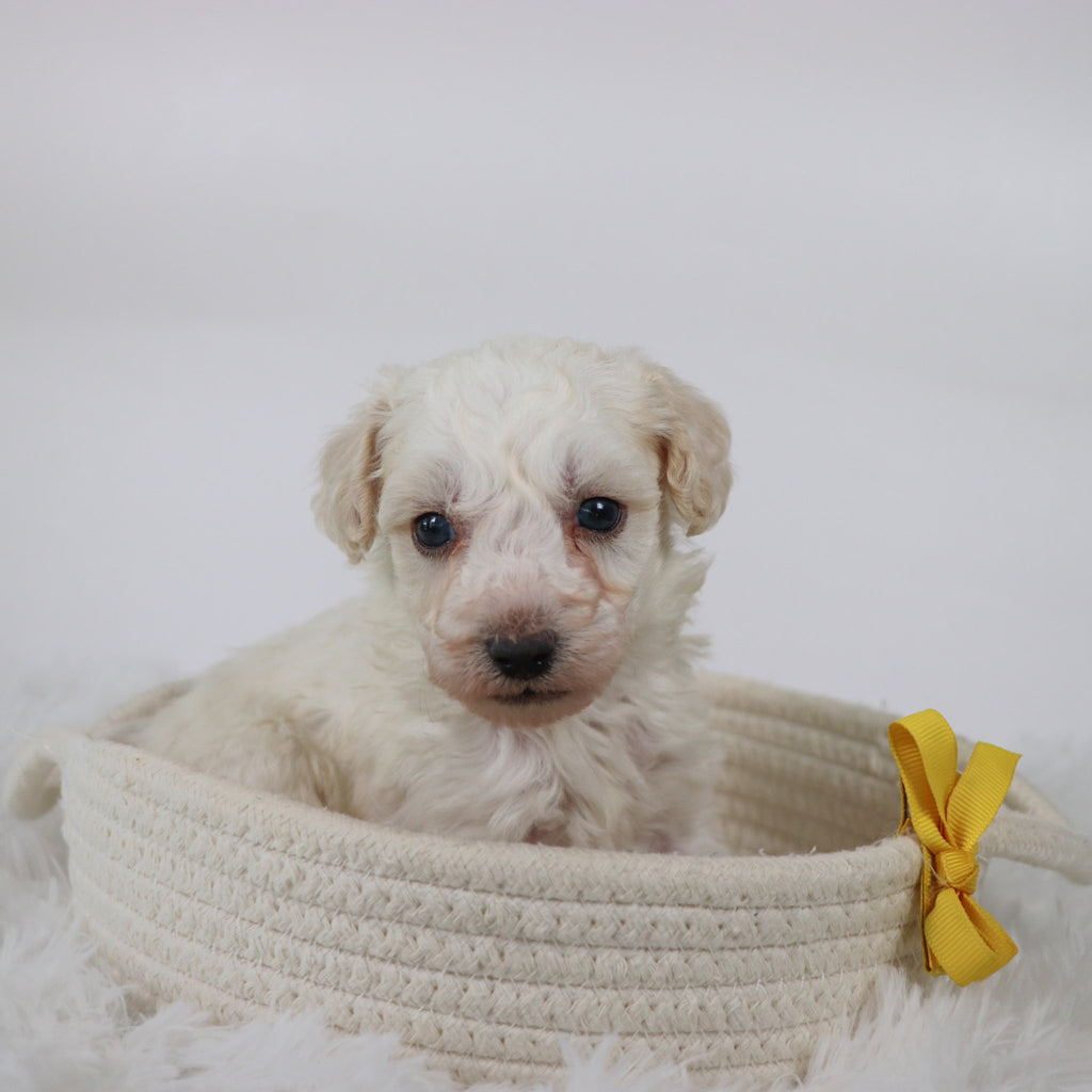 Hogan - Available 11/5