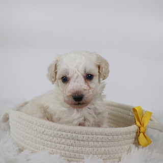 Hogan - Available 11/5