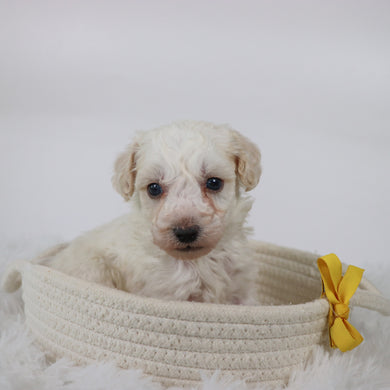 Hogan - Available 11/5