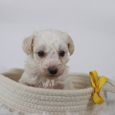 Hogan - Available 11/5