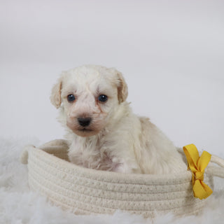 Hogan - Available 11/5