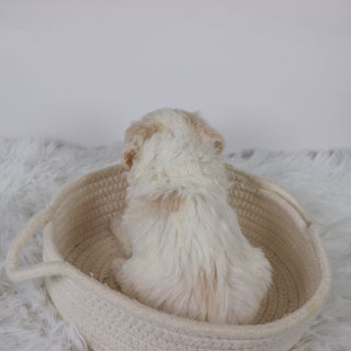 Hogan - Available 11/5