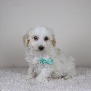 Hogan - Available 11/5
