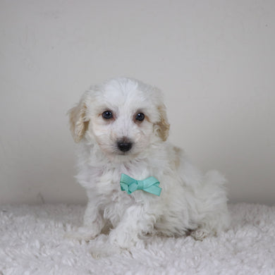 Hogan - Available 11/5
