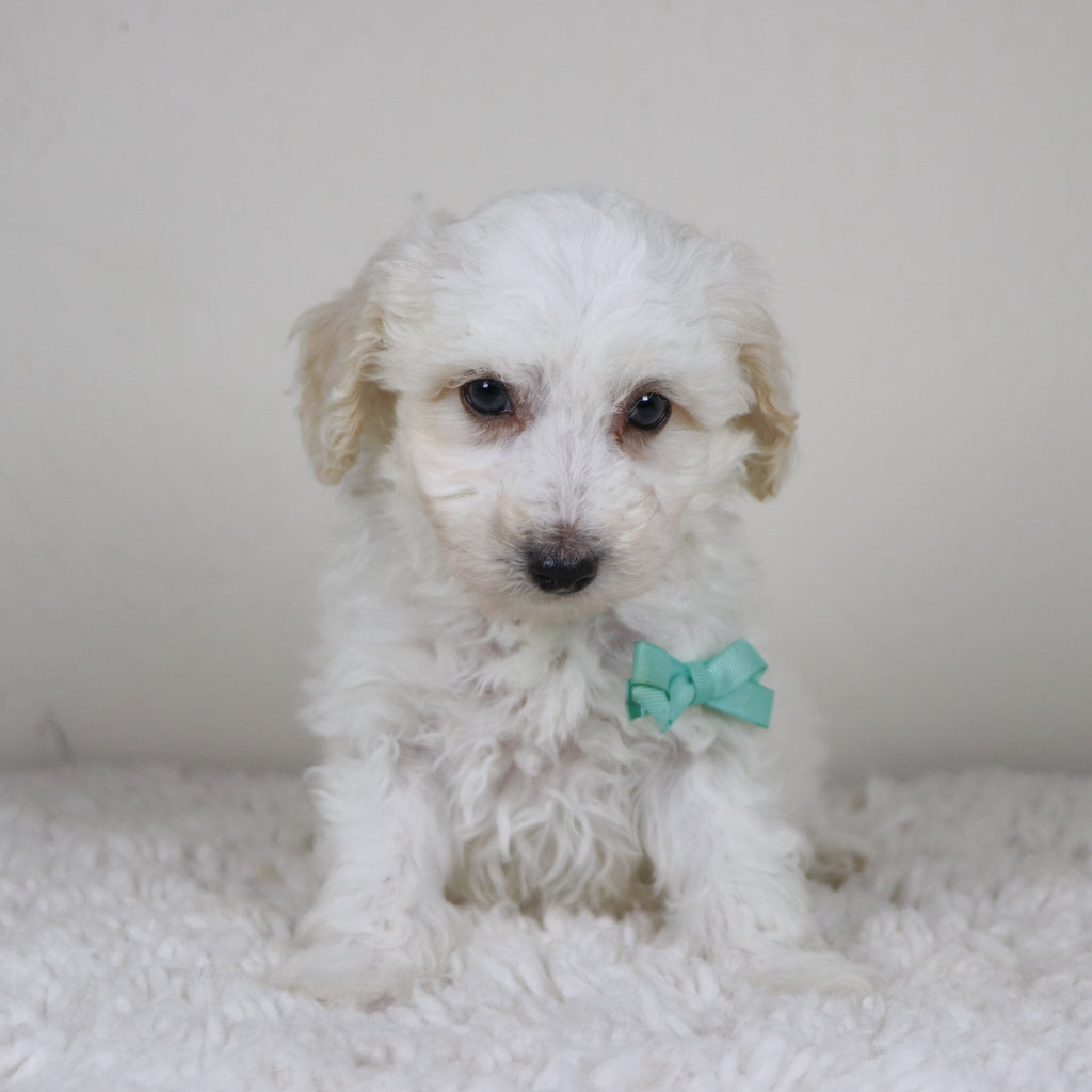 Hogan - Available 11/5