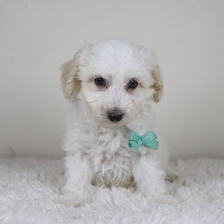 Hogan - Available 11/5