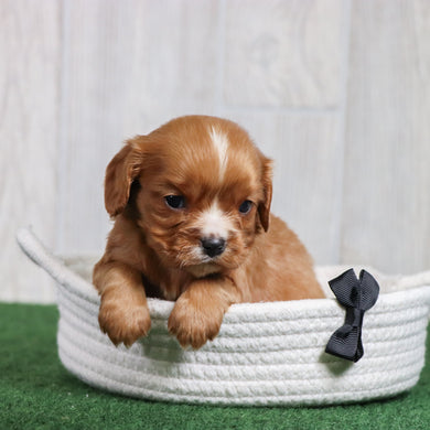 Howard - Available 6/26