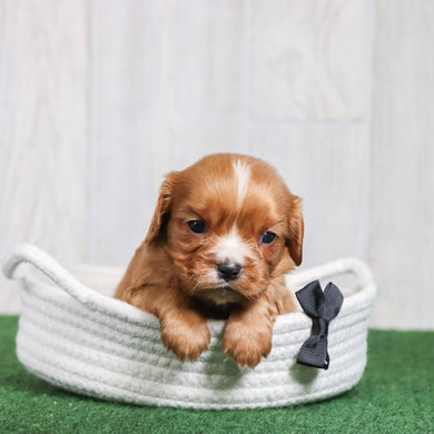 Why choose happytail puppies?