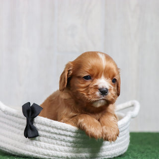 Howard - Available 6/26