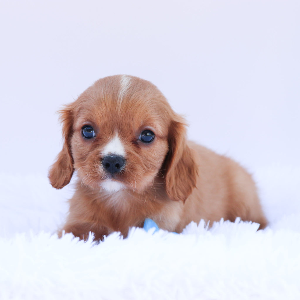 Howard - Available 6/26