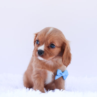 Howard - Available 6/26