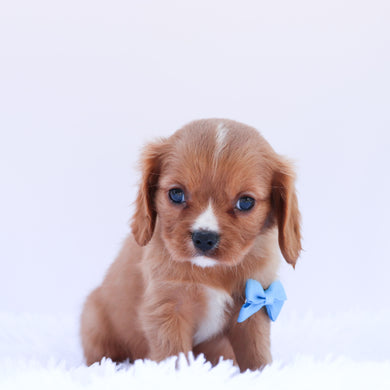 Howard - Available 6/26