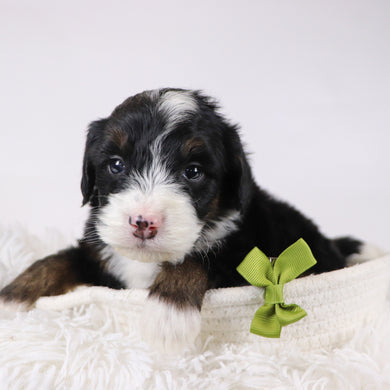 Hugh - Available 12/17