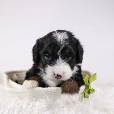 Hugh - Available 12/17