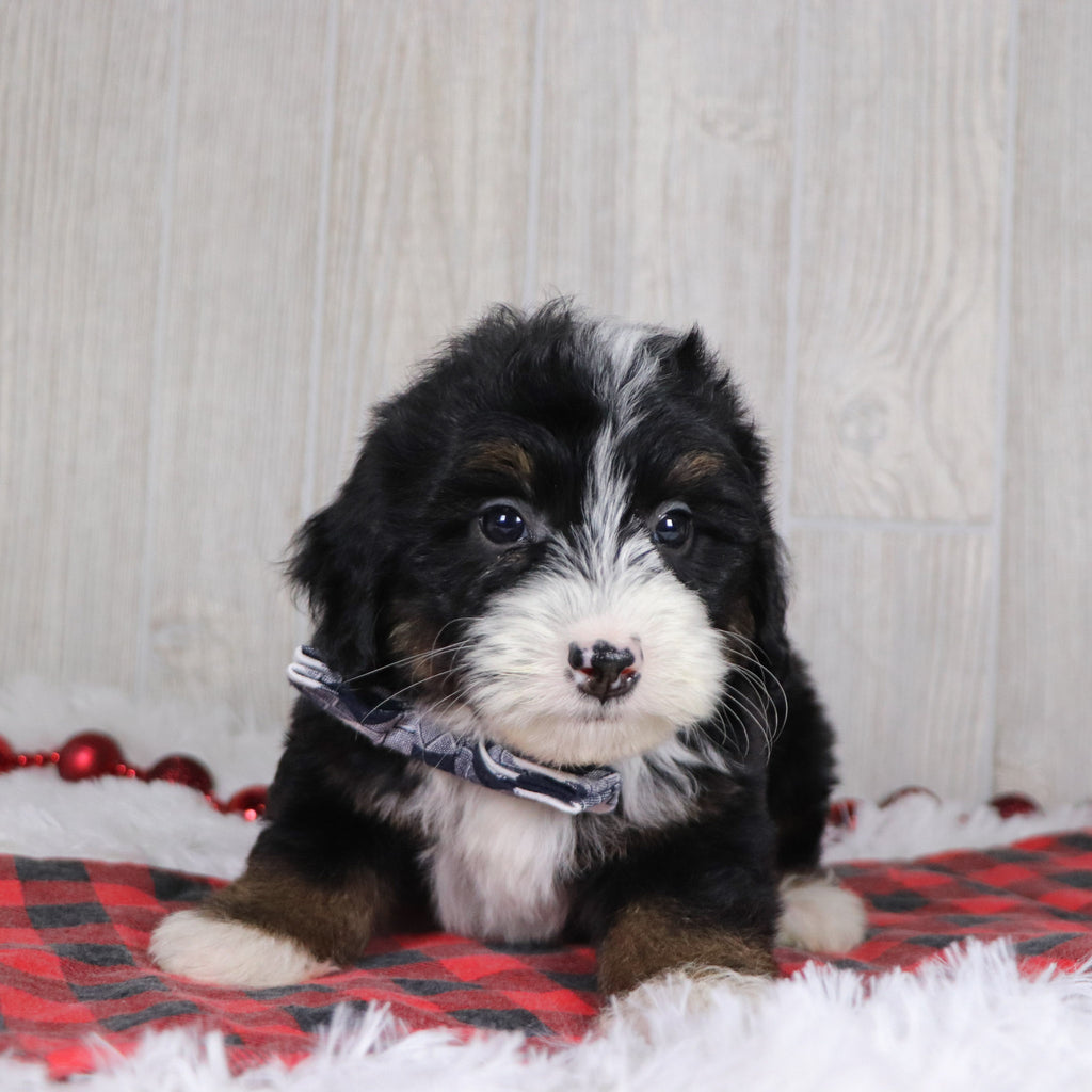 Hugh - Available 12/17