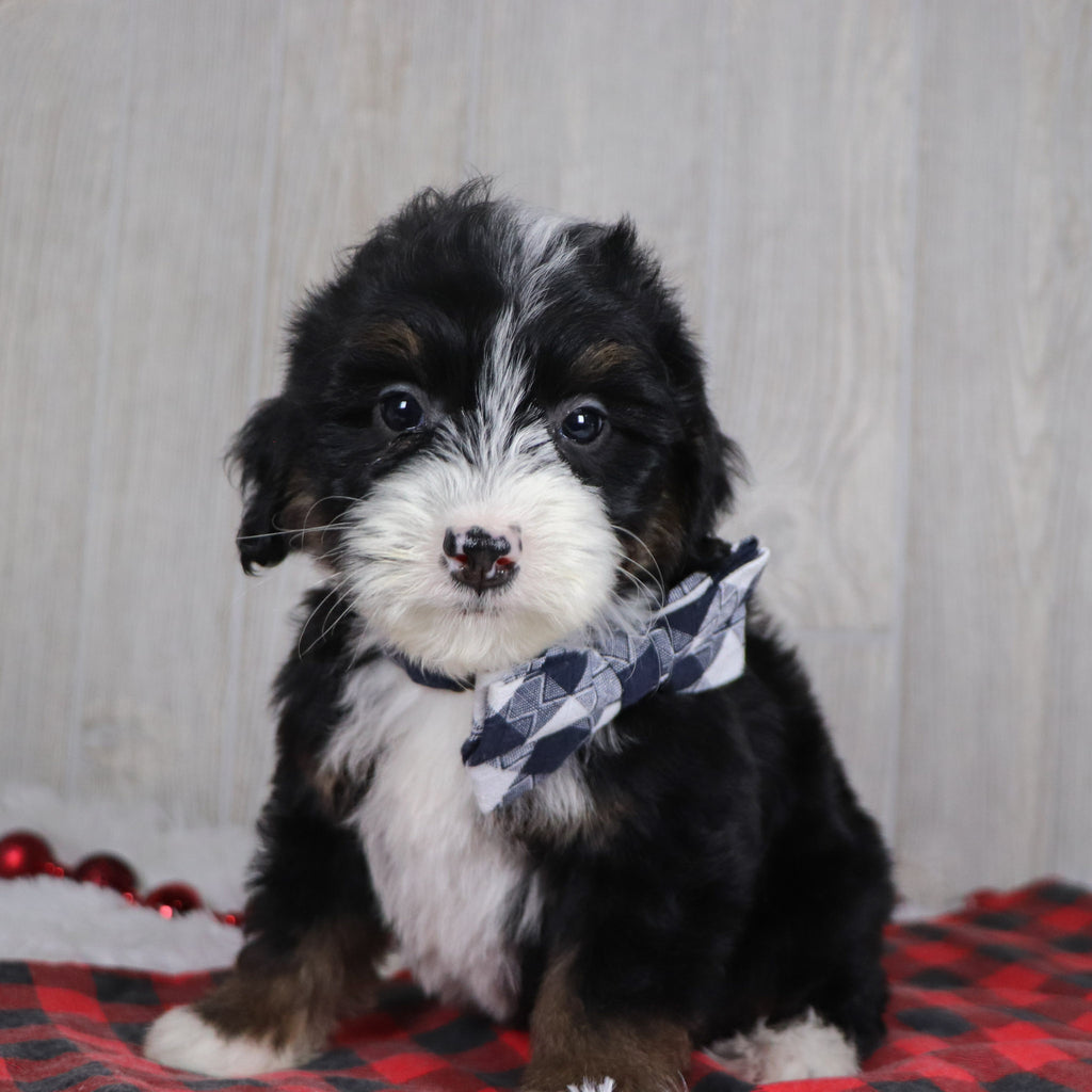 Hugh - Available 12/17