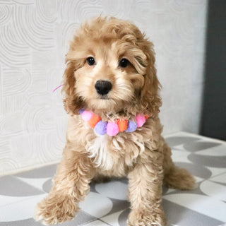 Lena - Available Now