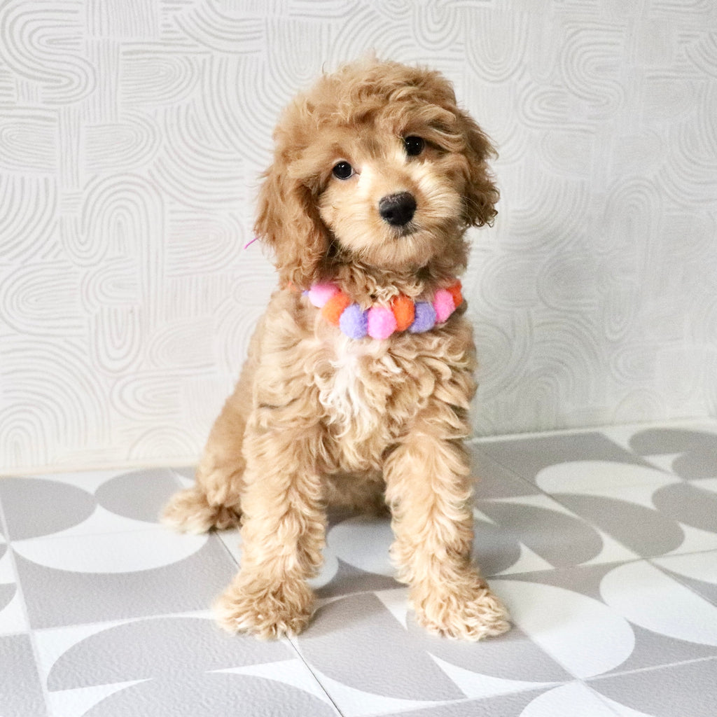 Lena - Available Now