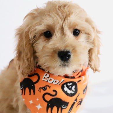 Tator - Available Now