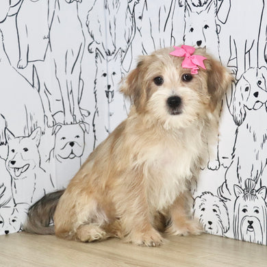 Penny - Available Now