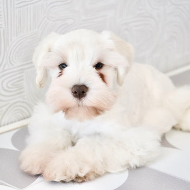 Chandler - Available Now