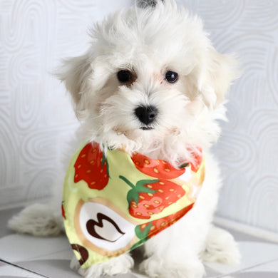 Orwell - Available Now