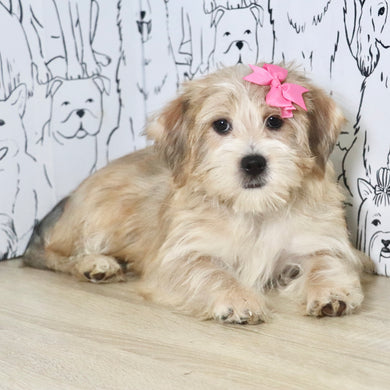 Penny - Available Now