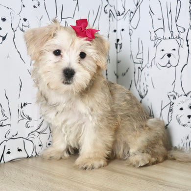 Poppy - Available Now