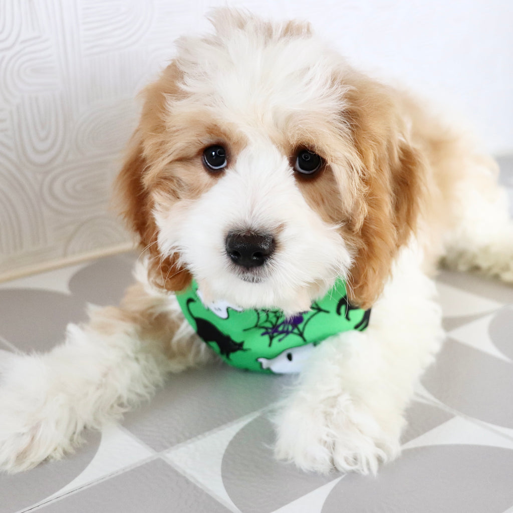 Dodie - Available Now