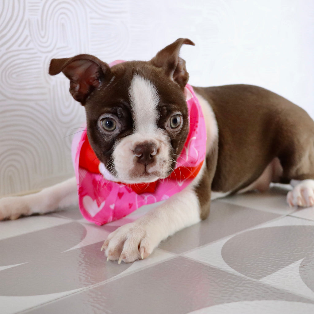 Tillie - Available Now