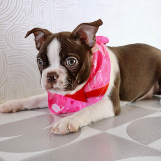 Tillie - Available Now