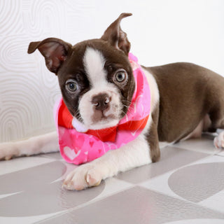 Tillie - Available Now