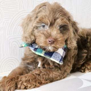 Petey - Available Now