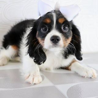 Rainbow - Available Now