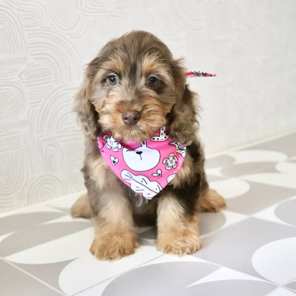 Pippin - Available Now