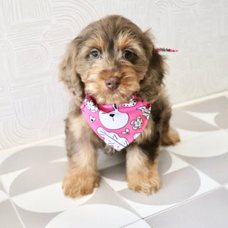 Pippin - Available Now