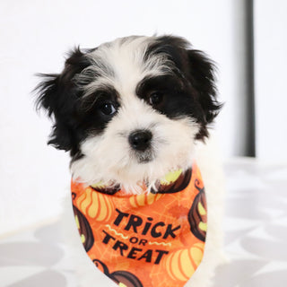 Lilly - Available Now