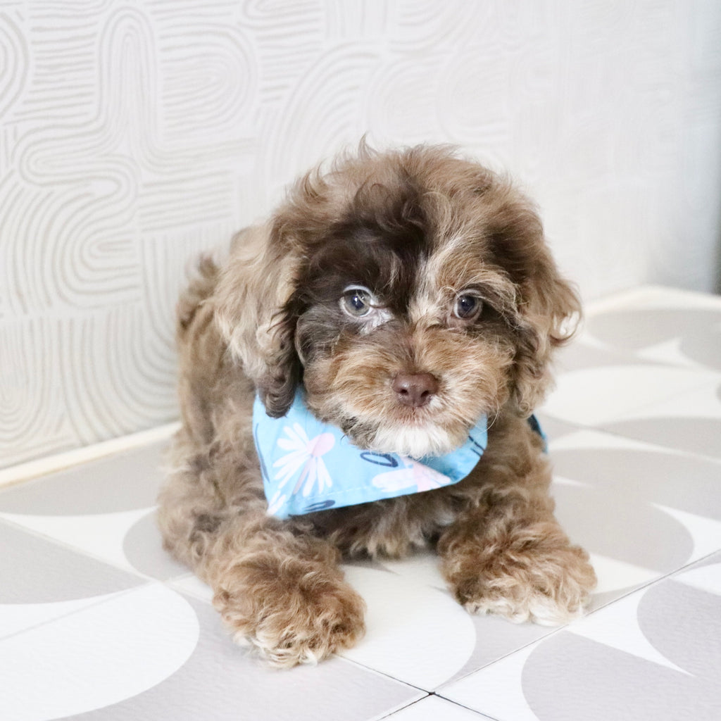 Presley - Available Now