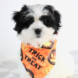 Lilly - Available Now