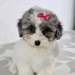 Isabelle - Available Now