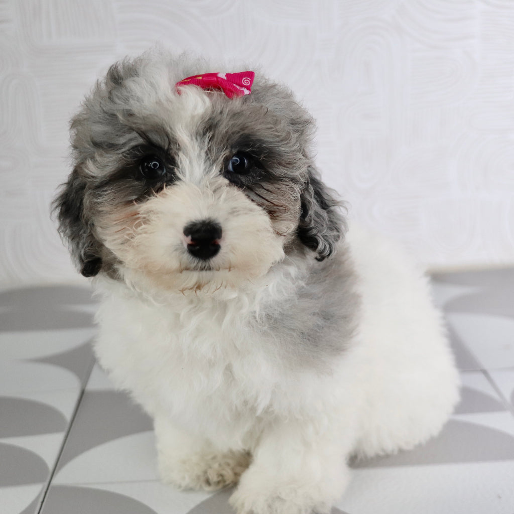 Isabelle - Available Now
