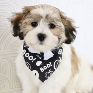 Topper - Available Now