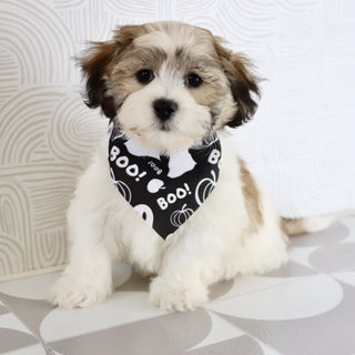 Topper - Available Now