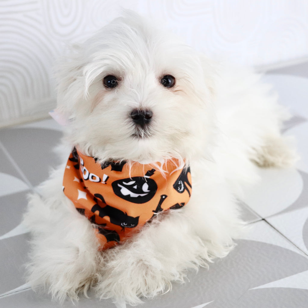 Harlie - Available Now